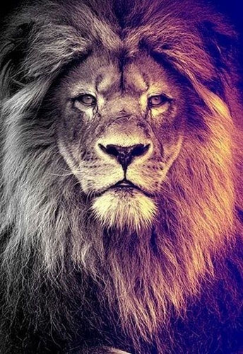 Broderie Diamant | Broderie Diamant - Grand Lion Portrait | animaux Broderie Animaux lions | FiguredArt