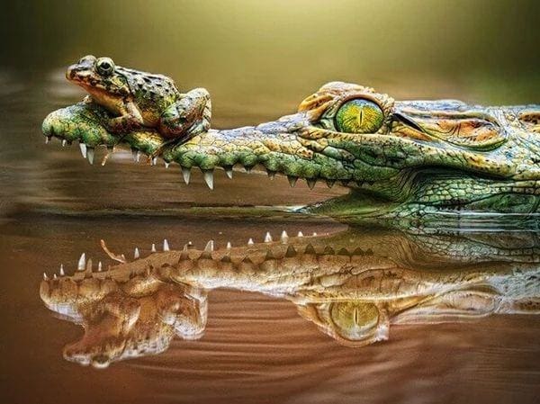 Broderie Diamant | Broderie Diamant - Grenouille et Crocodile | animaux Broderie Animaux grenouilles | FiguredArt