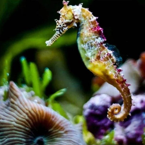 Broderie Diamant | Broderie Diamant - Hippocampe | animaux Broderie Animaux | FiguredArt