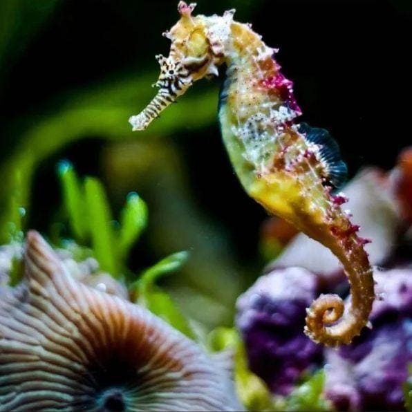 Broderie Diamant | Broderie Diamant - Hippocampe | animaux Broderie Animaux | FiguredArt