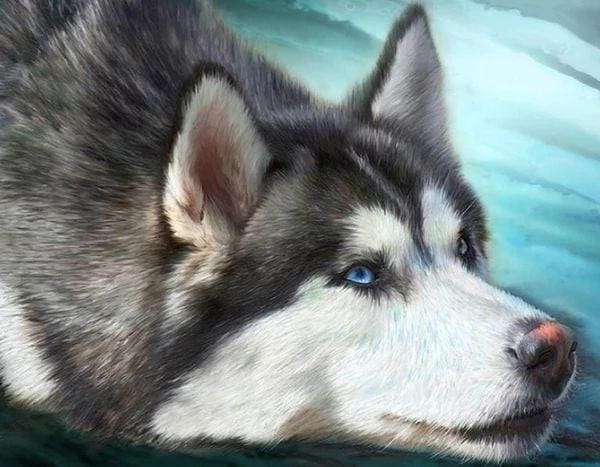 Broderie Diamant | Broderie Diamant - Husky aux yeux bleus | animaux Broderie Animaux | FiguredArt