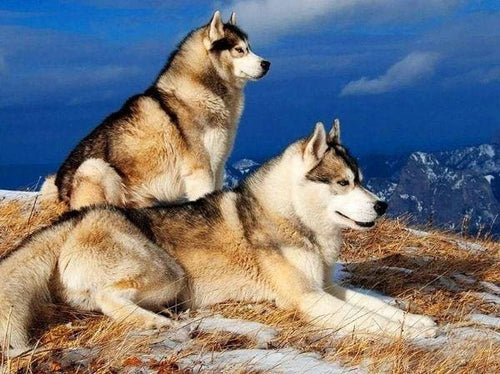 Broderie Diamant | Broderie Diamant - Huskys | animaux Broderie Animaux | FiguredArt