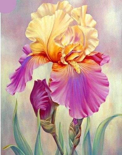 Broderie Diamant | Broderie Diamant - Iris bicolore | Broderie Fleurs fleurs | FiguredArt