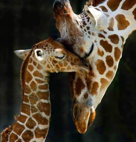 Broderie Diamant | Broderie Diamant - La Famille Girafe | animaux Broderie Animaux girafes | FiguredArt