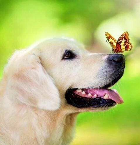 Broderie Diamant | Broderie Diamant - Labrador et Papillon | animaux Broderie Animaux papillons | FiguredArt