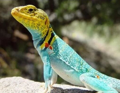 Broderie Diamant | Broderie Diamant - Lézard | animaux Broderie Animaux | FiguredArt