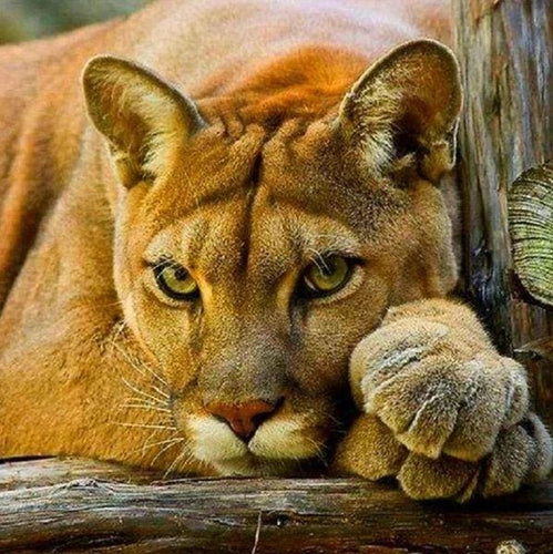 Broderie Diamant | Broderie Diamant - Lionne | animaux Broderie Animaux lions | FiguredArt