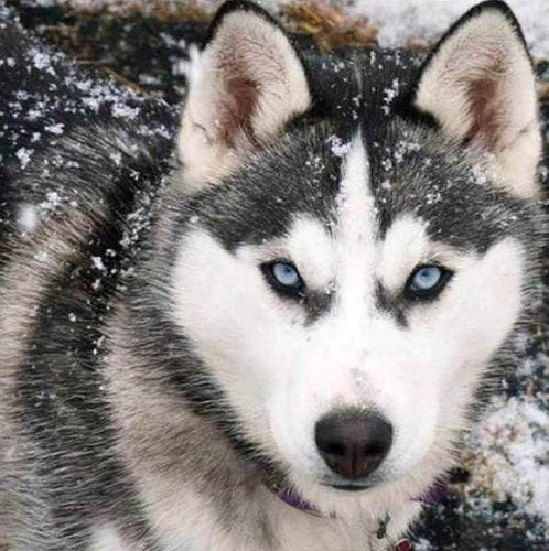 Broderie Diamant | Broderie Diamant - Loup de Face | animaux Broderie Animaux lapins loups | FiguredArt