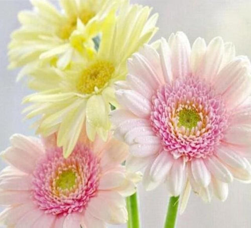 Broderie Diamant | Broderie Diamant - Marguerites aux Couleurs Pastel | Broderie Fleurs fleurs | FiguredArt