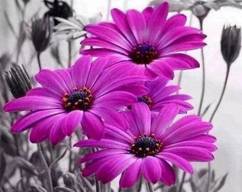 Broderie Diamant | Broderie Diamant - Marguerites violettes | Broderie Fleurs fleurs | FiguredArt