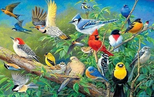 Broderie Diamant | Broderie Diamant - Oiseaux Tropicaux | animaux Broderie Animaux oiseaux | FiguredArt