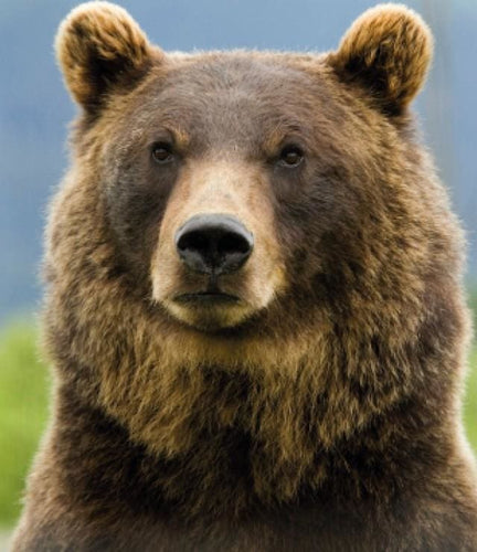 Broderie Diamant | Broderie Diamant - Ours | animaux Broderie Animaux ours | FiguredArt