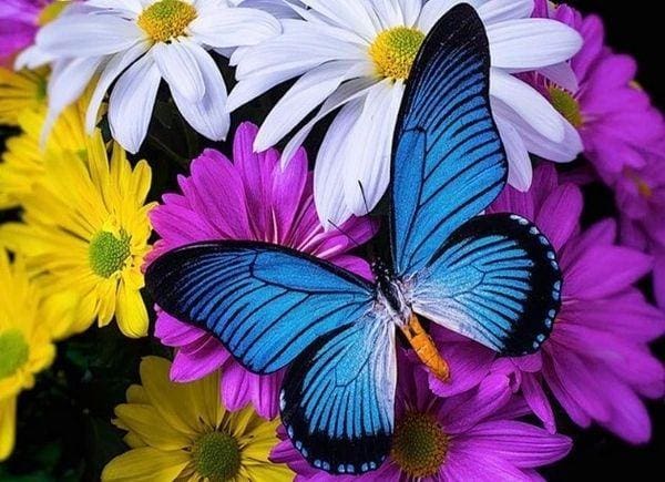 Broderie Diamant | Broderie Diamant - Papillon Bleu et Fleurs | animaux Broderie Animaux fleurs papillons | FiguredArt