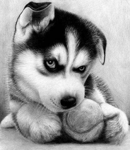 Broderie Diamant | Broderie Diamant - Petit Husky Joueur | animaux Broderie Animaux | FiguredArt