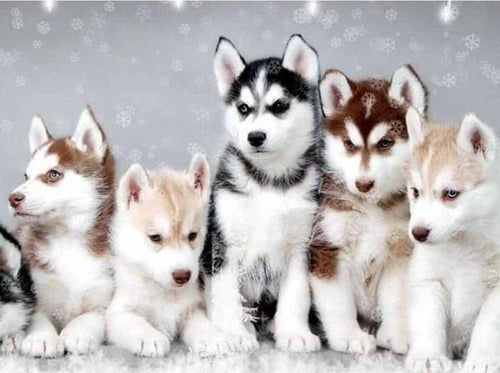 Broderie Diamant | Broderie Diamant - Petit Loup | animaux Broderie Animaux lapins loups | FiguredArt