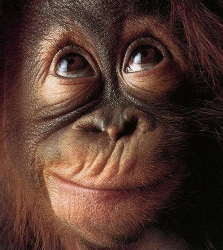 Broderie Diamant | Broderie Diamant - Petit Singe | animaux Broderie Animaux singes | FiguredArt