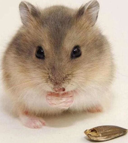 Broderie Diamant | Broderie Diamant - Petite Souris | animaux Broderie Animaux | FiguredArt
