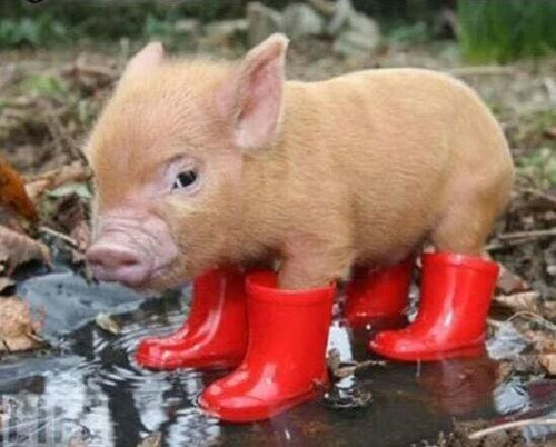 Broderie Diamant | Broderie Diamant - Porcelet et Bottes rouges | animaux Broderie Animaux | FiguredArt