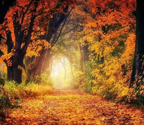 Broderie Diamant | Broderie Diamant - Promenade en Forêt | Broderie Paysages paysages | FiguredArt