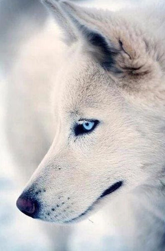 Broderie Diamant | Broderie Diamant - Regard de Husky | animaux Broderie Animaux | FiguredArt