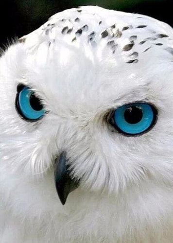 Broderie Diamant | Broderie Diamant - Regard perçant | animaux Broderie Animaux | FiguredArt