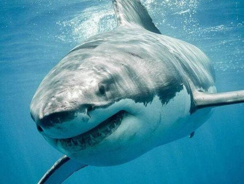 Broderie Diamant | Broderie Diamant - Requin | animaux Broderie Animaux | FiguredArt