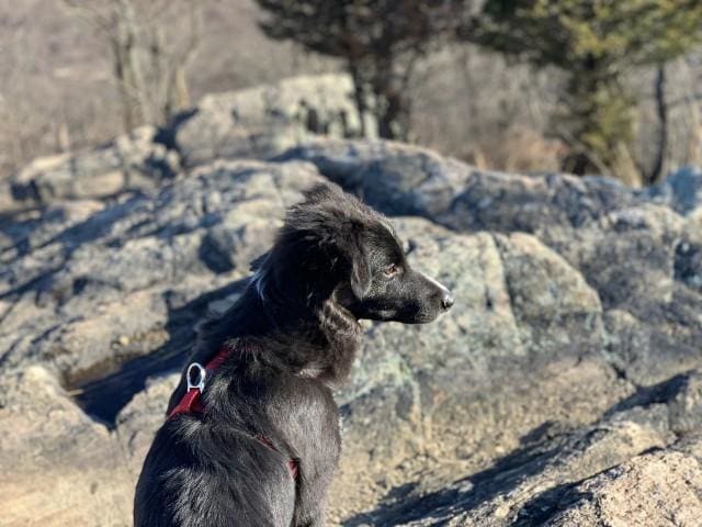 Broderie Diamant | Broderie Diamant - Rocher et Chien | animaux Broderie Animaux chiens | FiguredArt
