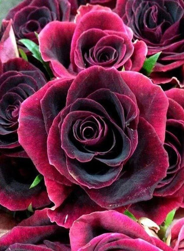 Broderie Diamant | Broderie Diamant - Rose grenat | Broderie Fleurs fleurs | FiguredArt