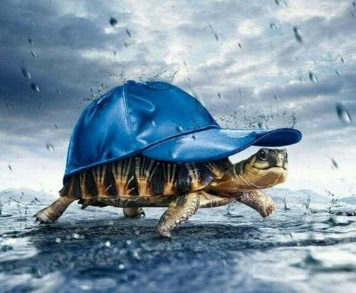 Broderie Diamant | Broderie Diamant - Tortue et Casquette | animaux Broderie Animaux tortues | FiguredArt