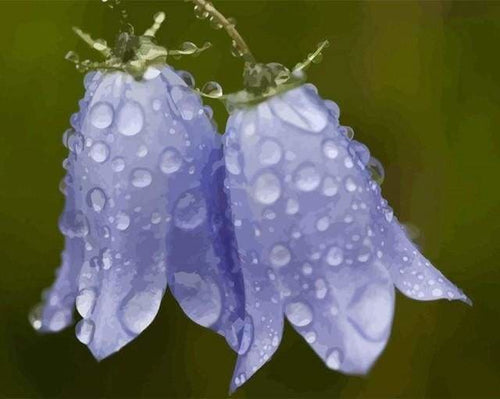 peinture par numéros | Campanule après la Pluie | fleurs intermédiaire | FiguredArt