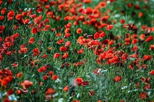 peinture par numéros | Champ de Coquelicots 2 | complexe fleurs | FiguredArt