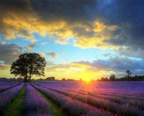 peinture par numéros | Champ de Lavande au coucher du Soleil | complexe paysages | FiguredArt