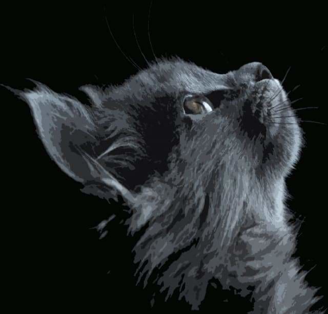peinture par numéros | Chat noir et gris | animaux chats complexe | FiguredArt