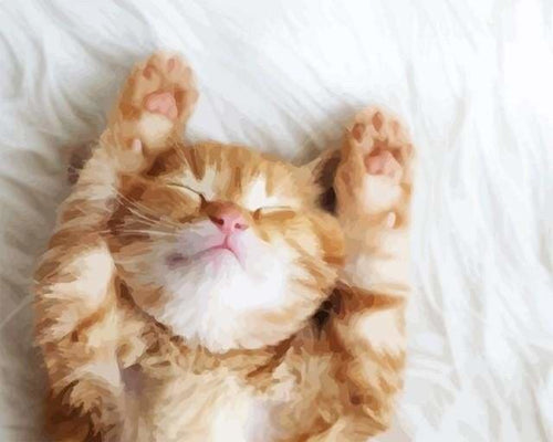 peinture par numéros | Chaton endormi | animaux chats intermédiaire | FiguredArt