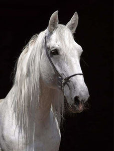 peinture par numéros | Cheval blanc paisible | animaux chevaux complexe | FiguredArt