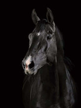 Charger l&#39;image dans la galerie, peinture par numéros | Cheval en noir et Blanc | animaux chevaux facile | FiguredArt