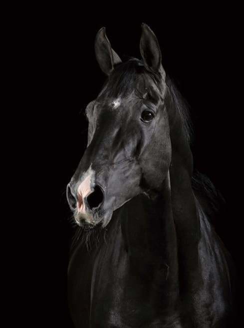 peinture par numéros | Cheval en noir et Blanc | animaux chevaux facile | FiguredArt
