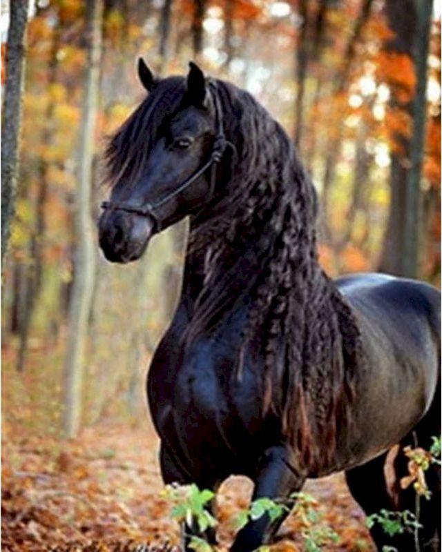 peinture par numéros | Cheval noir gracieux | nouveautés animaux chevaux intermédiaire | FiguredArt