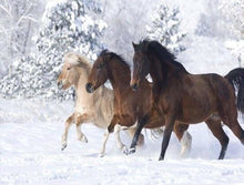 Charger l&#39;image dans la galerie, peinture par numéros | Chevaux dans la neige | animaux chevaux complexe | FiguredArt