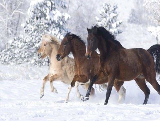 peinture par numéros | Chevaux dans la neige | animaux chevaux complexe | FiguredArt