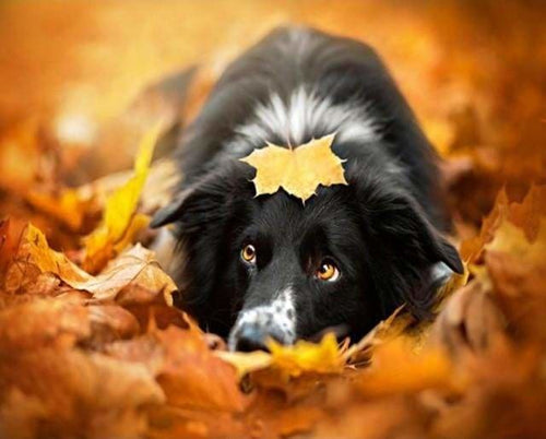 peinture par numéros | Chien dans les feuilles | animaux chiens intermédiaire | FiguredArt