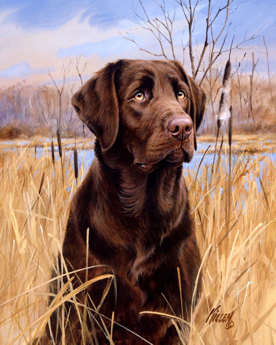 Peinture par numéros Chien Labrador | Figured'Art facile animaux chiens nouveautés