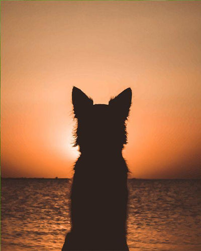 peinture par numéros | Chien regardant l’horizon | animaux, chiens, Intermédiaire | FiguredArt