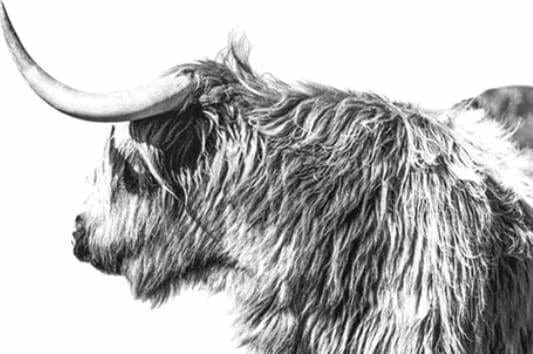 peinture par numéros | Corne de Yack | animaux bisons and yacks complexe | FiguredArt
