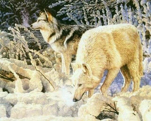 peinture par numéros | Couple de Loups blancs | animaux complexe loups | FiguredArt
