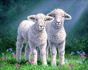 Peinture par numéros Couple de moutons | Figured'Art intermédiaire animaux moutons nouveautés