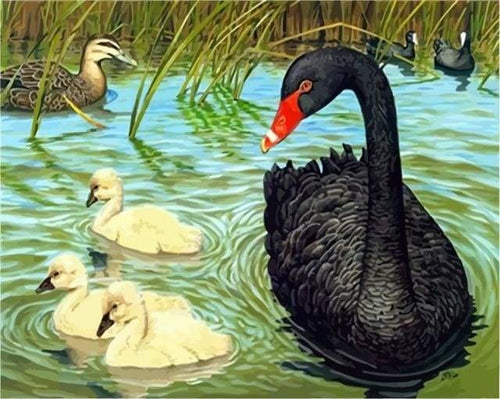 peinture par numéros | Cygne noir | animaux intermédiaire | FiguredArt