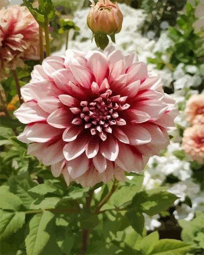 peinture par numéros | Dahlia | complexe fleurs | FiguredArt