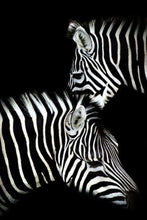Charger l&#39;image dans la galerie, peinture par numéros | Duo de Zèbres en noir et blanc | animaux facile zèbres | FiguredArt