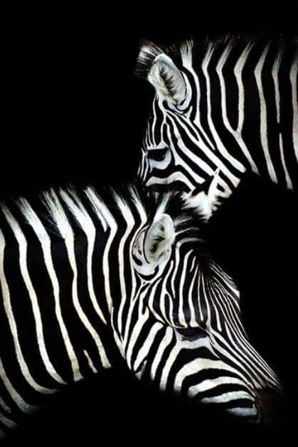peinture par numéros | Duo de Zèbres en noir et blanc | animaux facile zèbres | FiguredArt